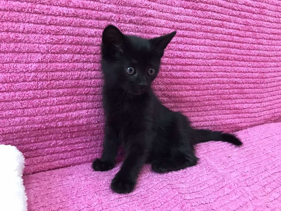 Подарявам малко мъжко коте с изградени навици