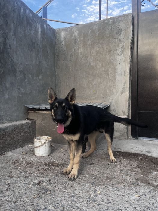 Немецкая овчарка.