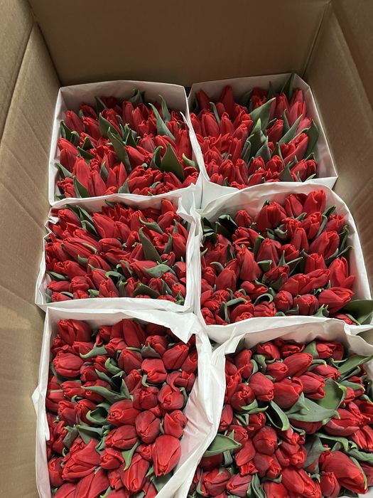 Тюльпаны на 14 февраля и 8 марта