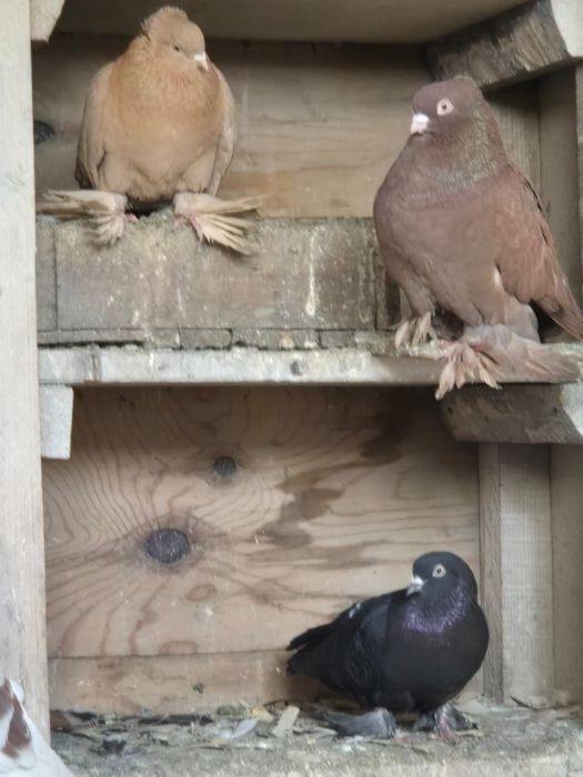 Продам голубей бойных