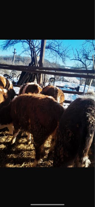 Vand vitei si vitele