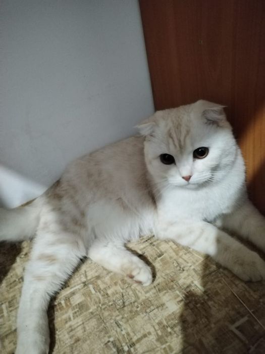 Вязка кота на нашей территории