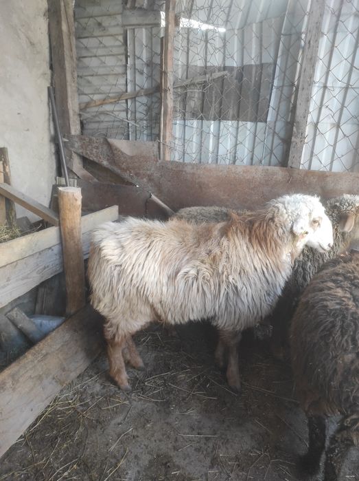 Продам два барана
