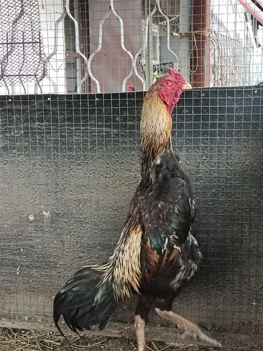 Продам дакана здоровый крепкий