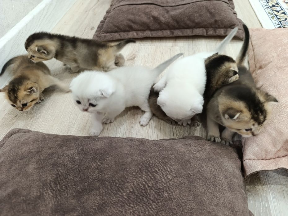 Продается Шотланкие Шиншиллы