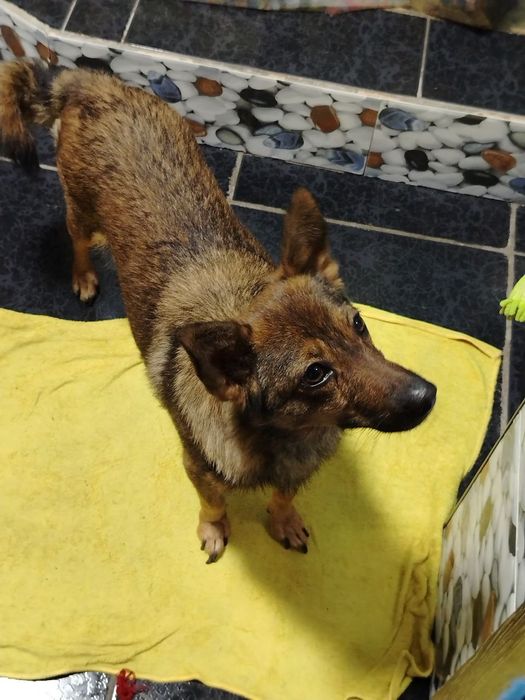 Собака бесплатно