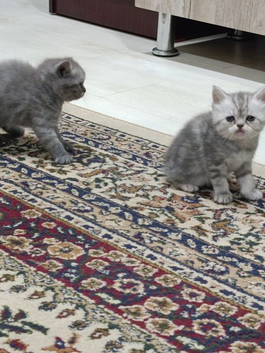 Мушукчалар соглом зотдор