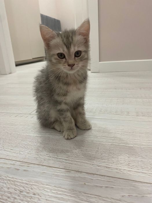 Шотланские котята