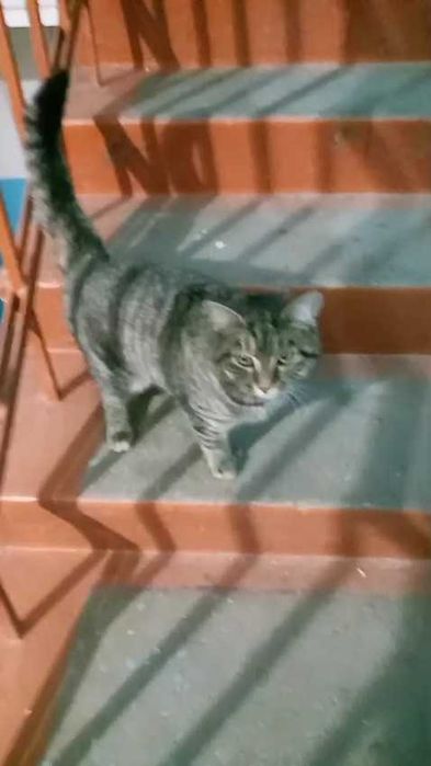 Чья потеряшка?!  Ищем владельца!