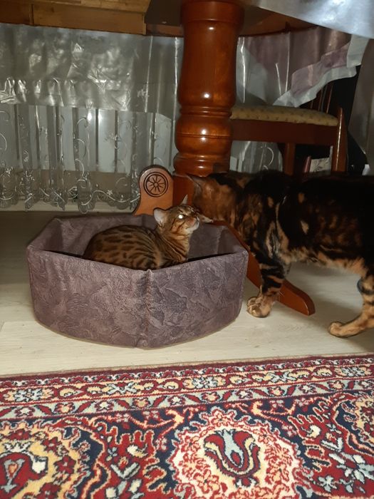 Продам или обмен на кота бенгала