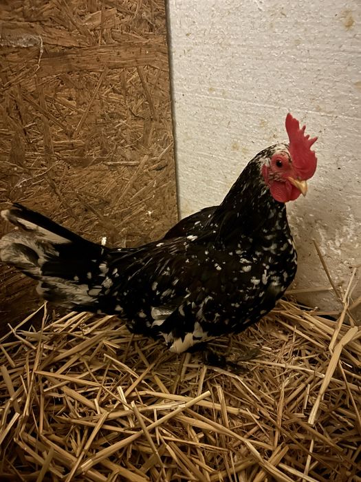 Vând cocoși pitic 6 luni