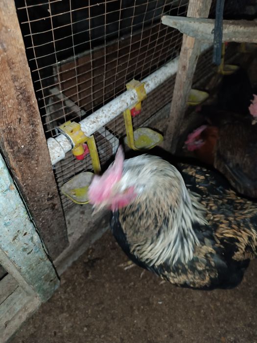 Xo'rozlar xar hil turidan