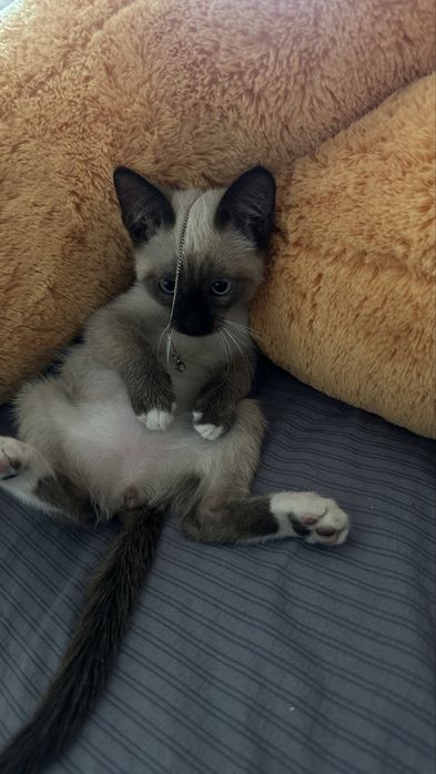 Отдам котенка в хорошие руки