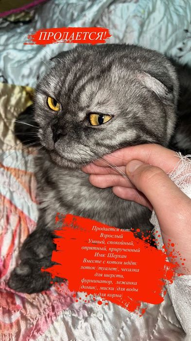 Продается кот!       Еркек  мысық сатылады!