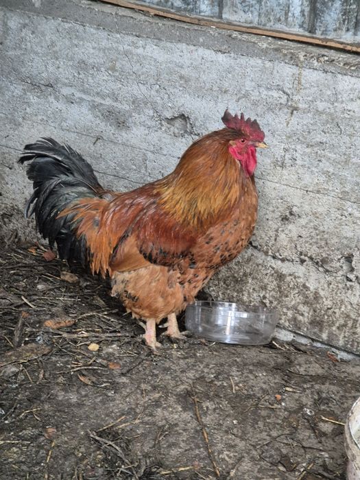 Кучинские петухи