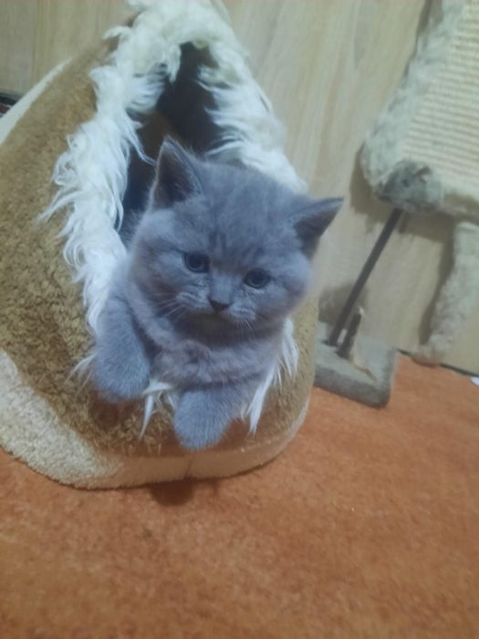 British shorthair blue