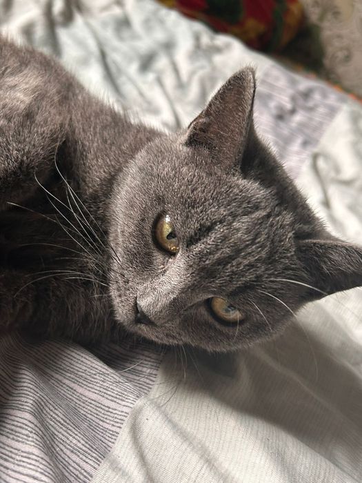 Британский хорошие милые кошки