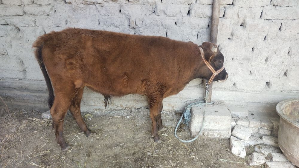 Uyda boqilgan yaxshi qaralgan buqachamiz sotiladi yeb ichishi zoʻr