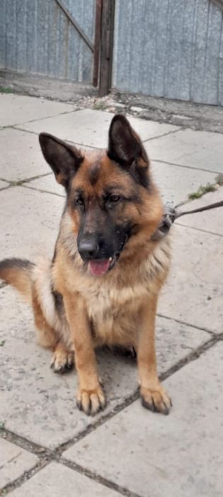 Продам немецкую овчарку