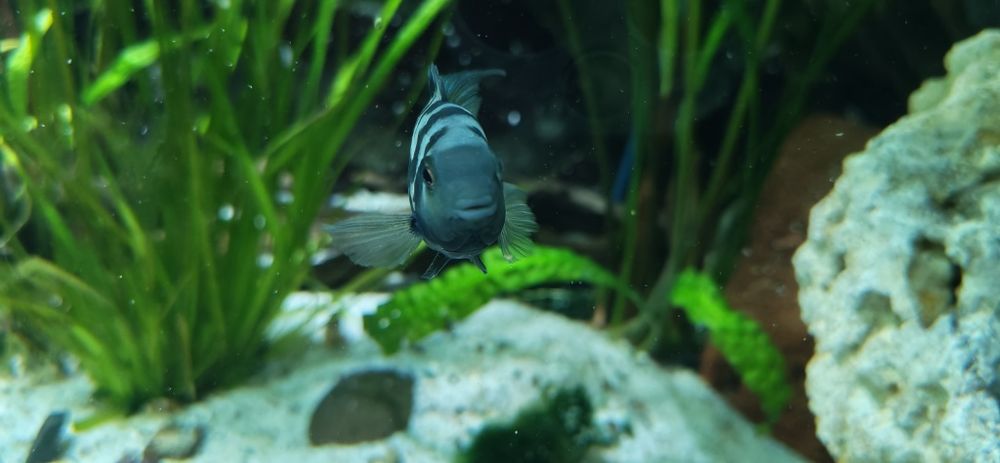 Pesti Electric Blue Acara, Lilifaili și Nigrofasciatus