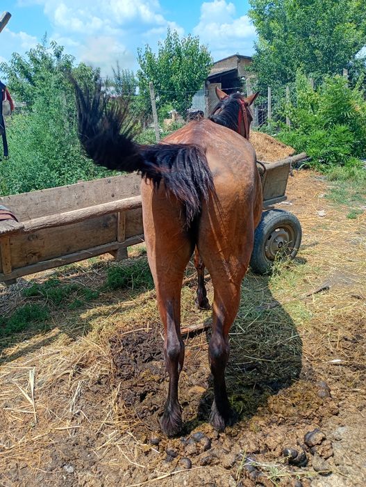 Vand iapa buna la căruță