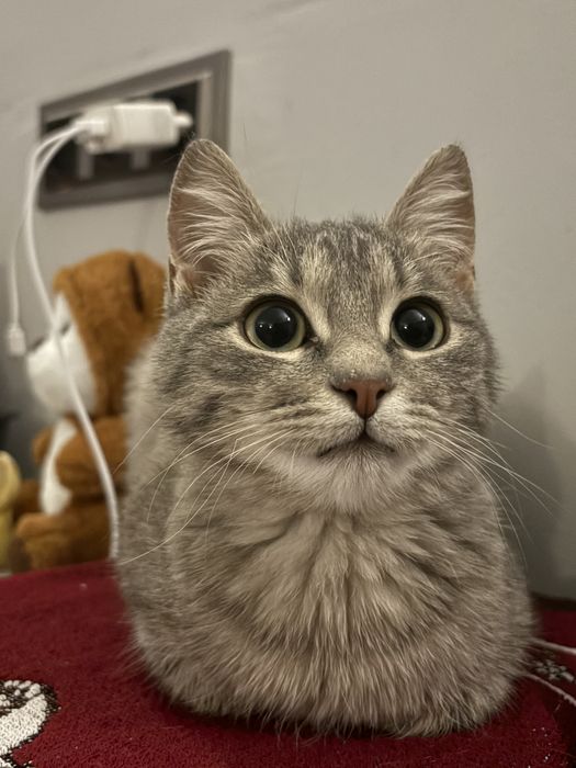 Кошечка Бася ищет добрые руки