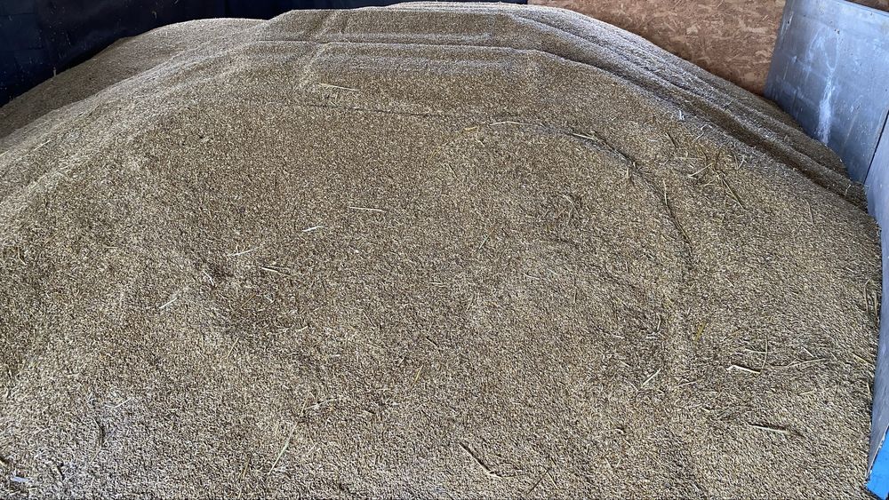 Orz de vânzare-Producție 2025