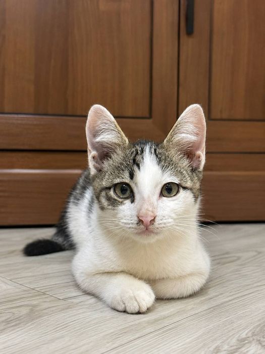 Котята ищут любящий дом