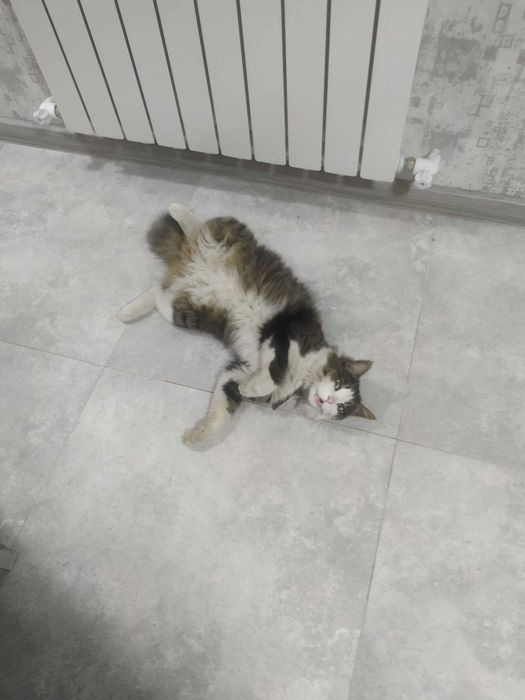 Выгул и Передержка животных