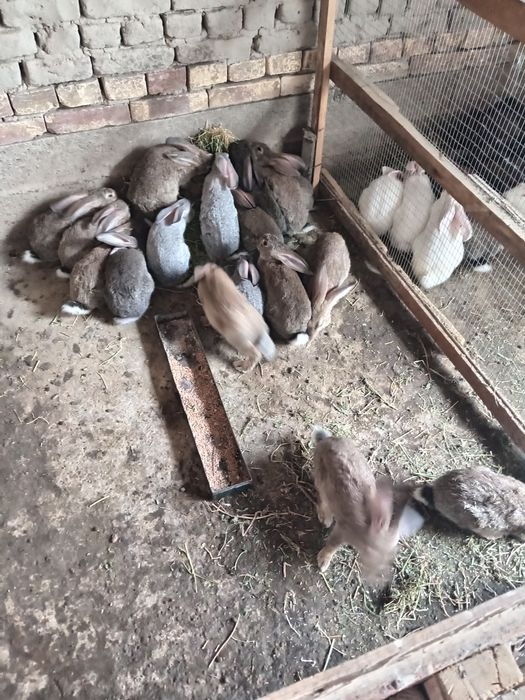 Quyonla sotiladi 50 mingdan 400 yuz mingacha