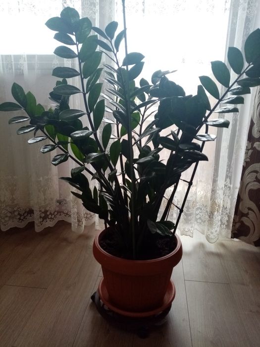 Vând flori superbe Zamioculcas