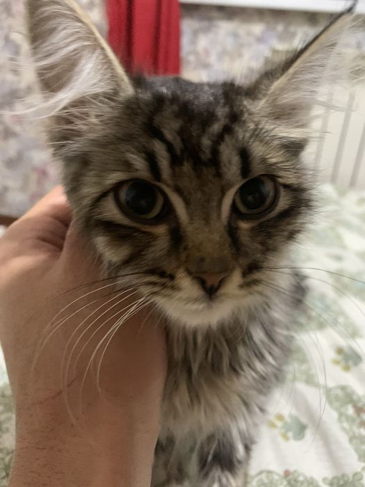 Мейн кун котик самец