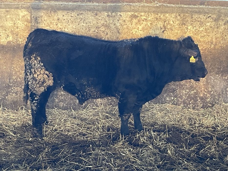 Taur angus de reproductie