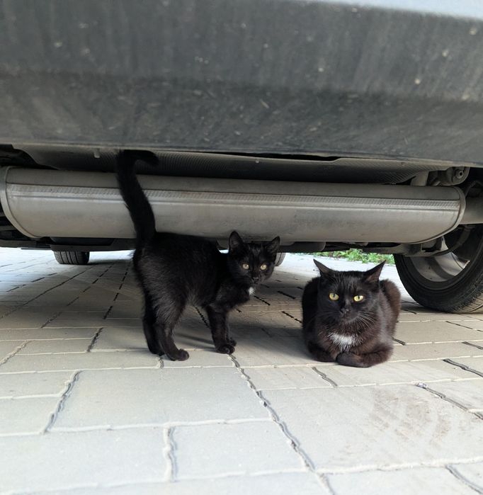 Отдам котёнка в частный дом