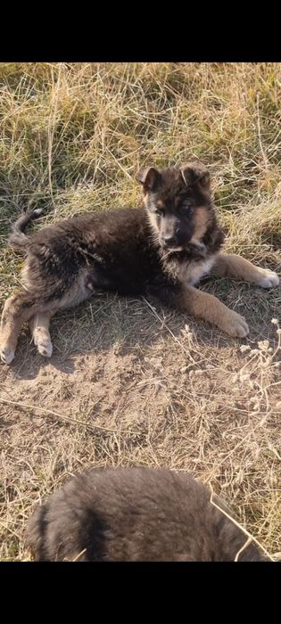 Овчарки маленькие продам