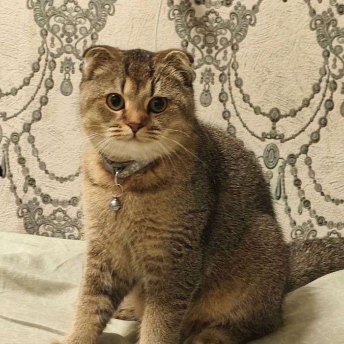 Mushuk Skotish fold Shinshila