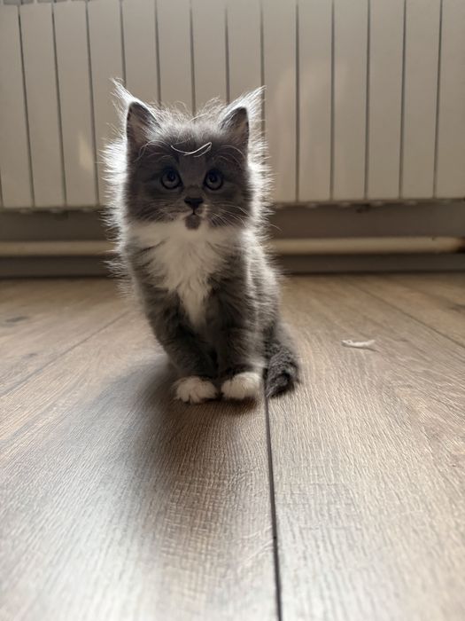 Котята