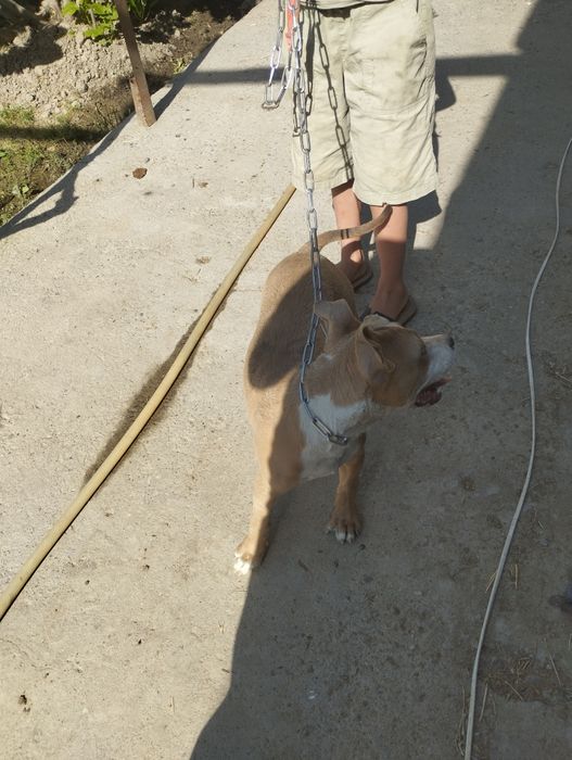 3 oylik amerikaniski pitbul qizbola
