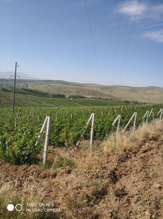 Bog' sotiladi 13 Gektar  tayor