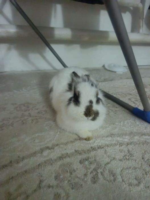 Продам декоративного кролика