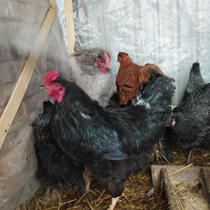 Продам куры домашние