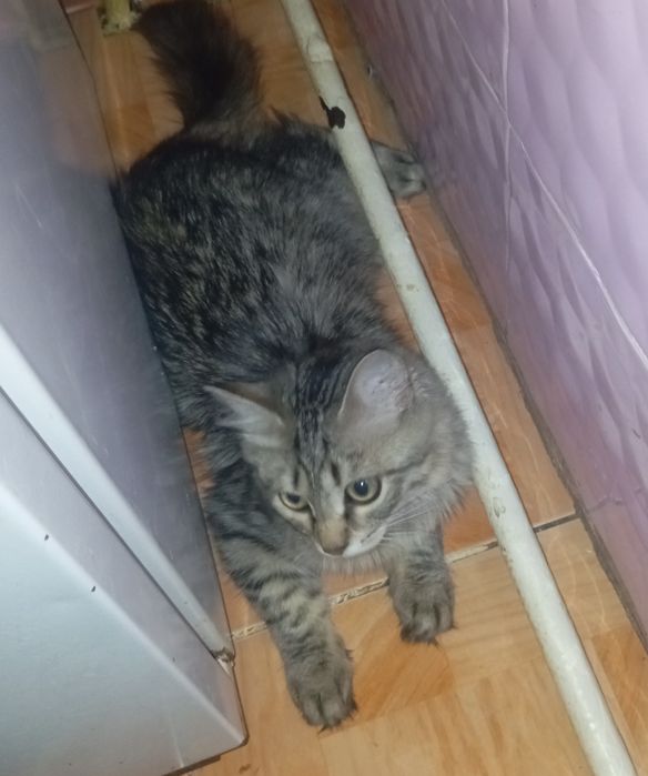 Котик в добрые руки