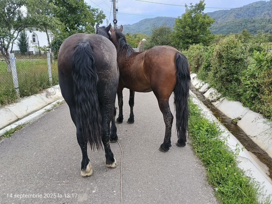 Vând 2 iepe, foarte cuminți , mânza are 2 ani și 4 luni, iapa 9 ani
