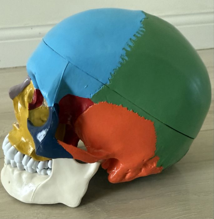 Череп анатомический (20*15*18)