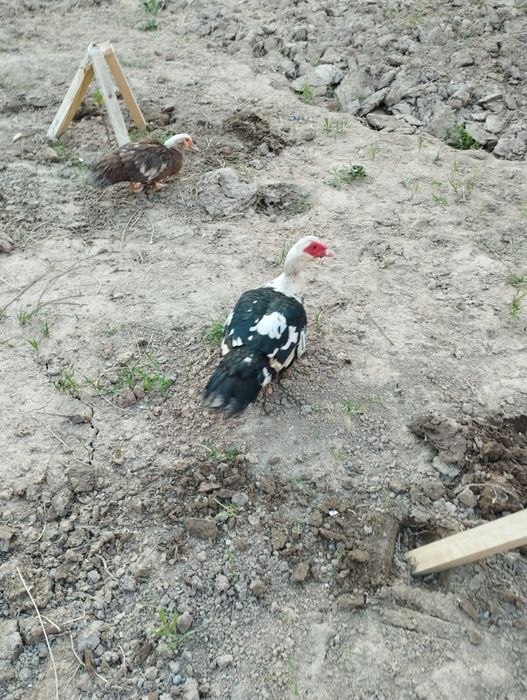 Хорози ва макиёни сотилади соглом