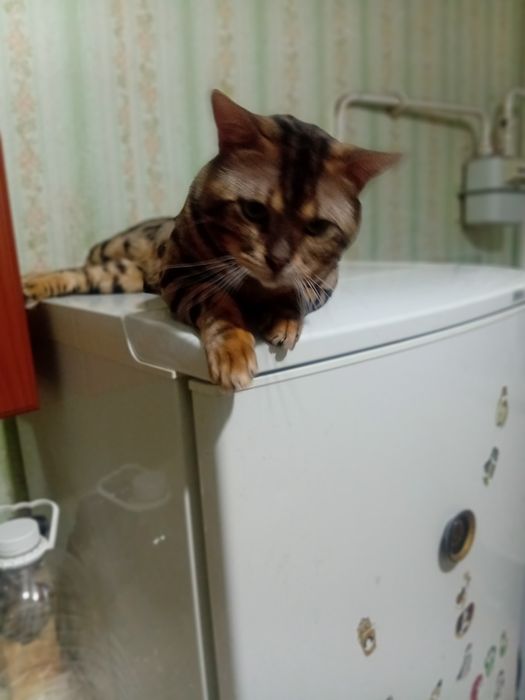 Кот бенгал вязка