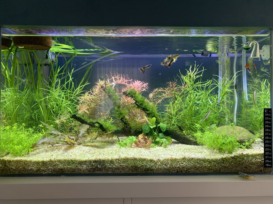 Продою аквариумные растения Akvarium uchun òsimliklar