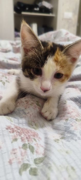Пристраивается котенок в добрые руки- 2,5-3 месяца, девочка 3-х цветна