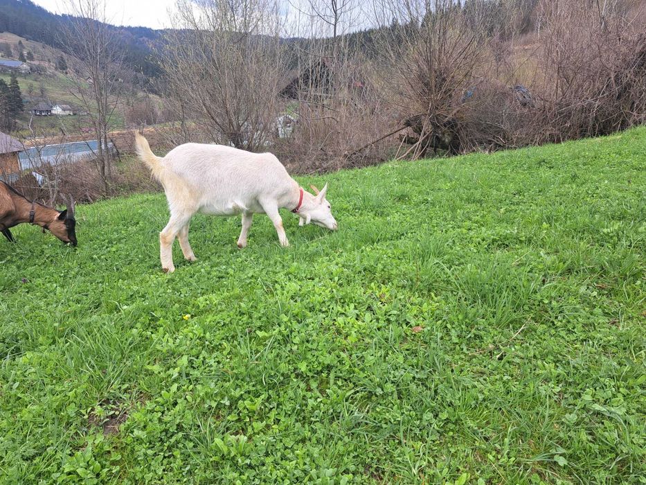 Vand un țap și o capra Saanen