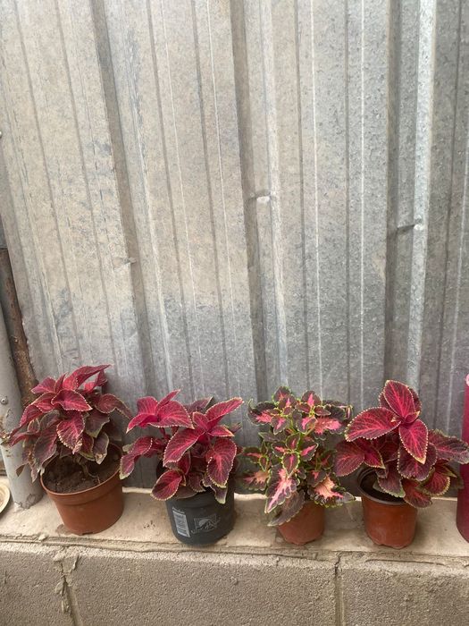 Цветы.  Фиалки   от 800 тг